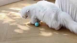 Cat Toys Automatic Rolling Ball Electric Cat Toy