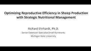 Optimizing Reproductive Efficiency in Sheep Production with Strategic Nutritional Management