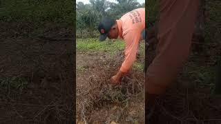 Bersihkan kebun sawit dan membunuh sisa pohon karet