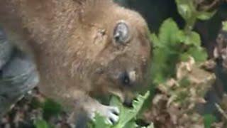 Rock Hyrax Supper Time