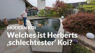 Wieder mal bei Herbert am Teich | Modern Koi Blog #6721