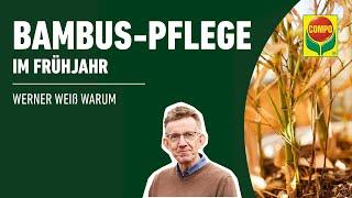 Bambus retten im Frühjahr | COMPO