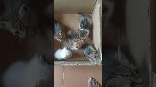 anak kucing kampung