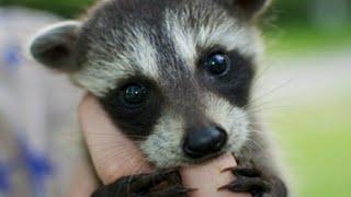 razones por la cual no puedes tener un mapache como mascota