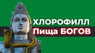 ХЛОРОФИЛЛ от НСП (NSP). Полезные свойства для организма, кожи и профилактики болезней.