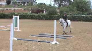 Training Your OTTB Horse