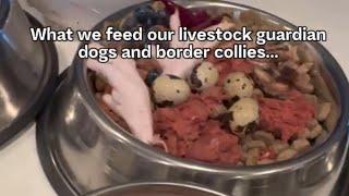 What we feed our livestock guardian dogs and border collies.