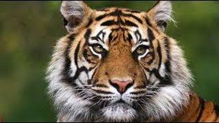 Royal Bengal Tiger - Panthera tigris tigris