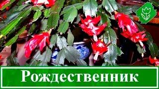 Уход за рождественником в домашних условиях