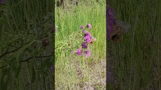 Butterflies in Middle Russia, Meshchera National Park