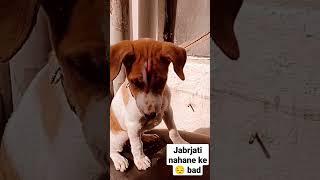 cute Dobo looking for sunbet #dobo #dog #instagram #youtubeshorts #viral #video