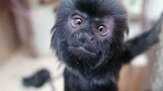 Monkey Madness at Blackpool Zoo   March 2023