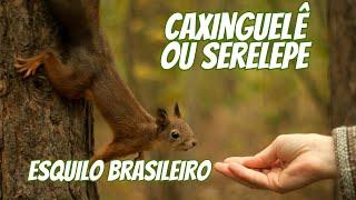 CAXINGUELÊ OU SERELEPE, O ESQUILO DO BRASIL