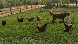 Leben auf dem Lande in Kanada mit Hühnern und Hunden - UHiK #391