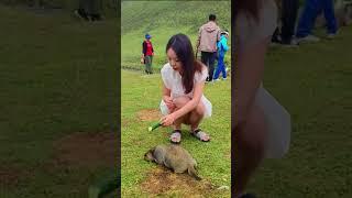 Cute girl and Wild animal bobak marmot or prairie dog #animal #animals #marmot #cute #wildanimals