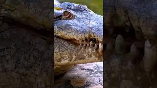 Massive Crocodile | Crocodile  #shorts #animal #reptile #giant #dinosaur #zoo #crocodile