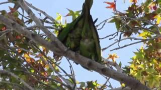 Parrots Mating - Sunnyvale, CA