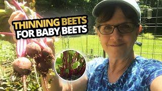 Thinning young beets | How far apart to thin beets