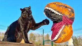 Wild Maslenitsa with Luna the panther (ENG SUB)