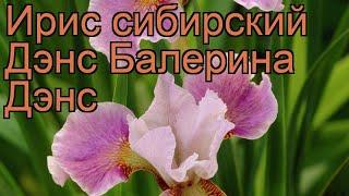 Ирис сибирский Дэнс Балерина Дэнс  обзор: как сажать, саженцы ириса Дэнс Балерина Дэнс