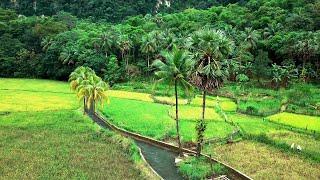 FREE VIDEO BACKGROUND PEMANDANGAN SAWAH DI DESA (VIEW BY DRONE 4K)