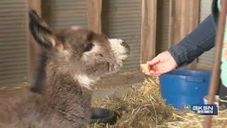 Lindsborg woman rescuing animals from slaughter