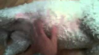 Bebe the Bichon Frise funny tummy rub