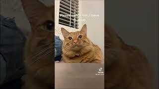 #tiktok #comedy #shorts #funny #animal #cat #juicycat