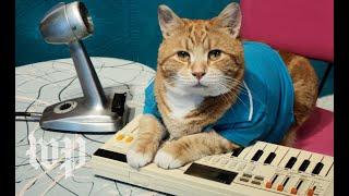 A look back at the life of Bento, the Keyboard Cat