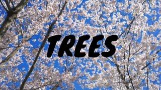 Trees Video | Nature Video | Aesthetic Production | HD Video