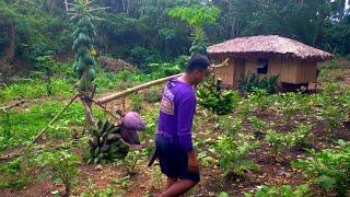 Buhay Probinsya Pag Harvest Ng Saging At Pag Luluto Ng Adobong Kangkong At Puso Ng Saging | Binatang