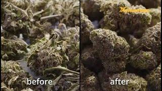 X-Trimmer丨The Best CO2 Trimmer 丨 Trimming 3lb Marijuana In 60 Seconds