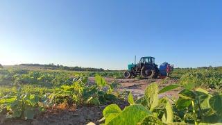 Остання підживка Гарбузів . Сушарка та дрібний ремонт