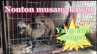 MUSANG NONTON MUSANG KAWIN