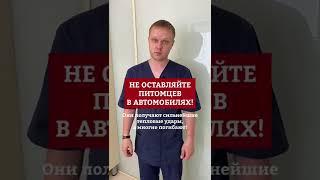 #домодедово #Ветеринария #дмд #советыветеринара #медветдомодедово