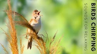 Nature Sounds - Birds Singing Without Music, Bird Sounds Relaxation, Soothing Nature Sounds