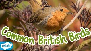 What Are the Common Birds in the UK? | All About British Birds for Kids