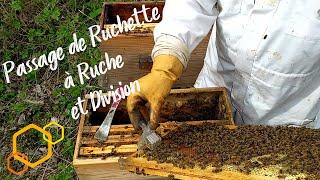 Passage des Ruchettes en Ruches et Division #Apiculture