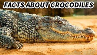 Crocodile Facts: the BIGGEST REPTILES  Animal Fact Files