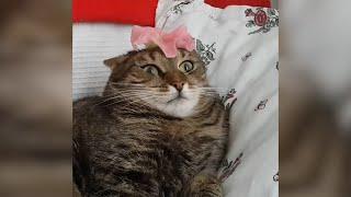 Most Viral Cats of the Internet | FUNNIEST videos 