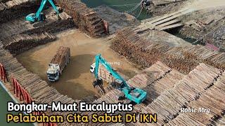 Melihat Proses Bongkar Muat Kayu Eucalyptus di IKN