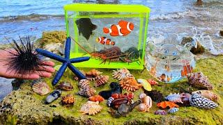 Looking for colorful ornamental fish, nemo fish, puffer fish, sea cucumbers, sharks, crab hermit