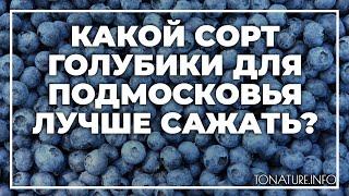 Какой сорт голубики для Подмосковья лучше сажать? | toNature.Info