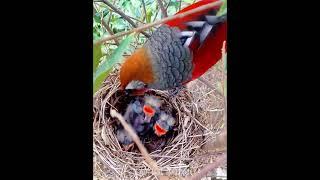 Bird hatching and brooding #4