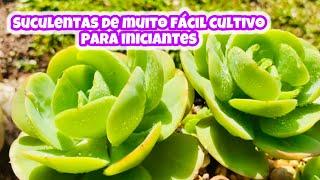 MAIS DE 10 SUCULENTAS DE MUITO FÁCIL CULTIVO PARA INICIANTES