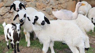 Cute Baby Sheep , Farm Animal Sound , Goat Videos, Cow , Duck , Chicken  , Animal Moment