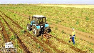 Уборка мульчирующей пленки с арбузного поля 16 09 17