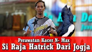 Jadi Yang Terbaik Di Kicau Mania Baturanran !! Kacer N-Max 3 Pekan Beruntun Menang Terus