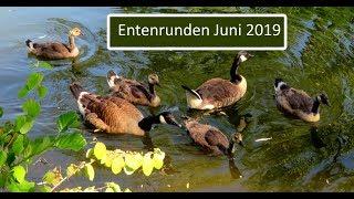 Tierfilm Wasservögel: Enten, Gänse usw. mit Küken bei den Entenrunden im Juni 2019 in Forchheim