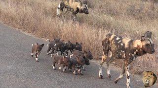 Eternal Enemies Lions vs African Wild Dogs